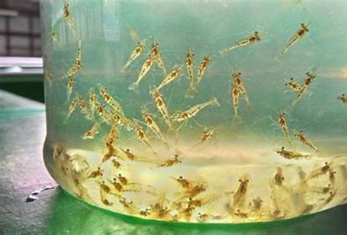 Panduan Sukses Pembenihan Udang bagi Pemula