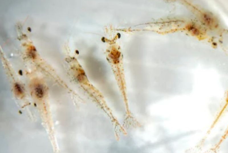 Post Larva