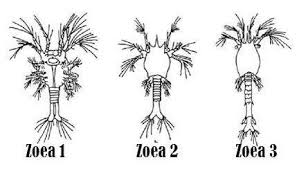 Zoea