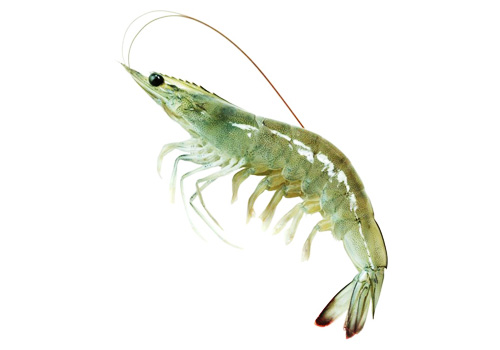 Juvenile