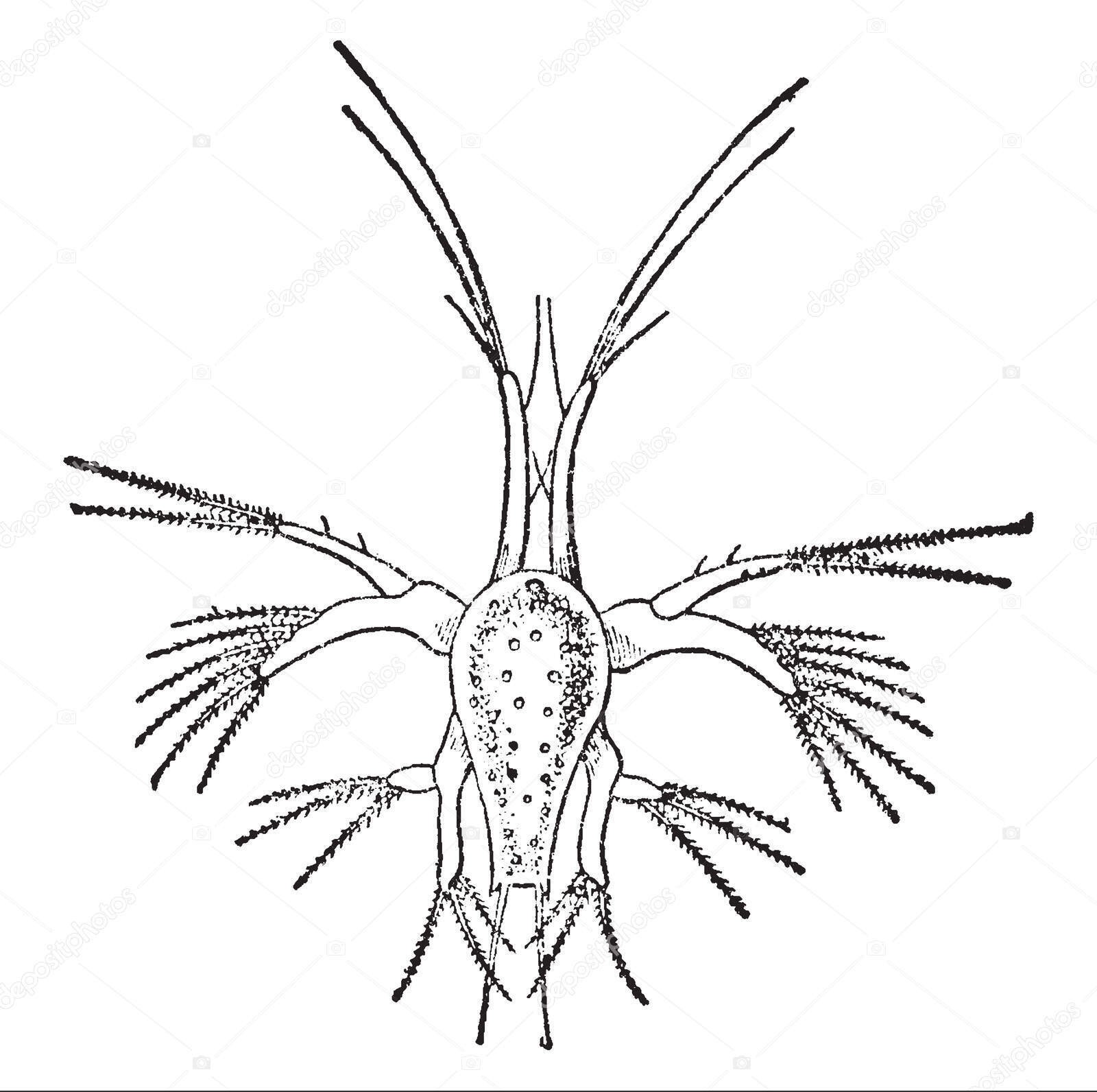 Nauplius